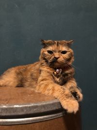 Portrait of cat sitting on floor