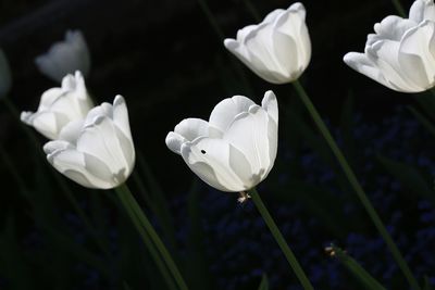 Close-up of white flowering plants in park