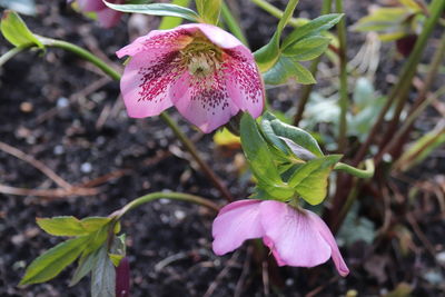 Close-up of pink flowering plant