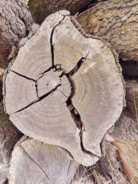 Full frame shot of tree stump