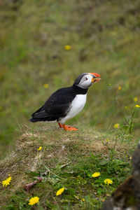 Bird perching on a field