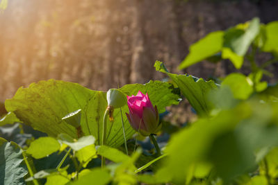 Close-up of pink flowering plant