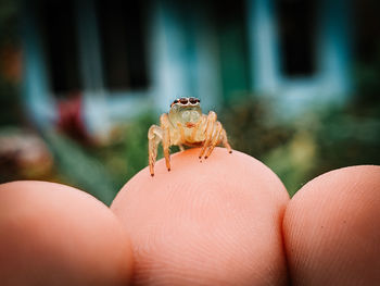 Close-up of person hand