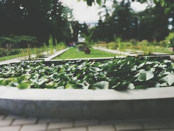Close-up of plant against blurred background