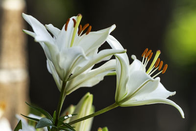 Close-up of white flowering plant