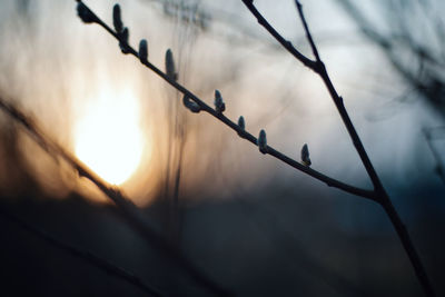 Close-up of silhouette plant against sky during sunset