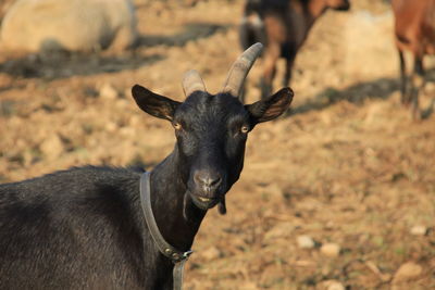 Close-up of a horse on field