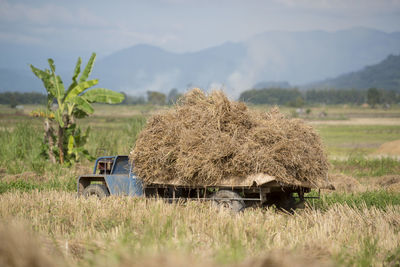 Truck with hay on field