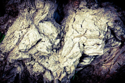 Full frame shot of tree trunk