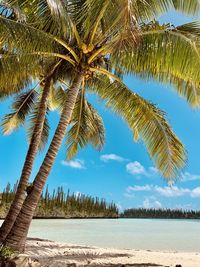 Palm tree by sea against sky