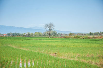 Scenic view of agricultural field against clear sky