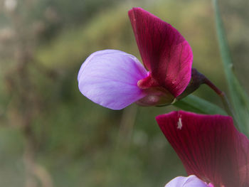 Close-up of purple flowering plant