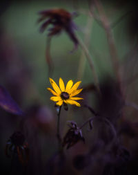 Close-up of yellow flowers blooming outdoors