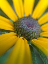 Macro shot of yellow flower