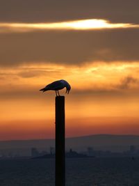 Low angle view of woman holding umbrella against sky during sunset