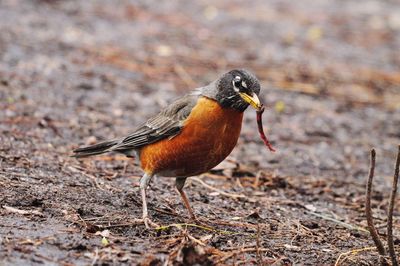 Close-up of bird on field