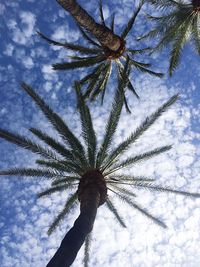 Low angle view of palm tree against sky