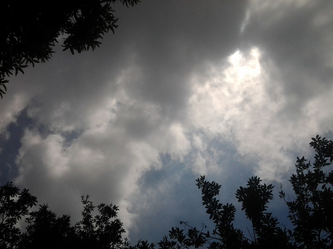 low angle view, sky, tree, cloud - sky, cloudy, tranquility, beauty in nature, nature, scenics, cloud, tranquil scene, weather, overcast, growth, high section, treetop, outdoors, cloudscape, no people, idyllic, day