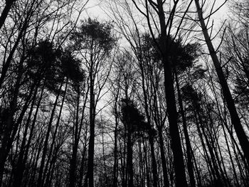 Low angle view of bare trees against sky