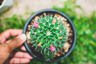 plant