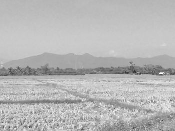 Scenic view of field against clear sky