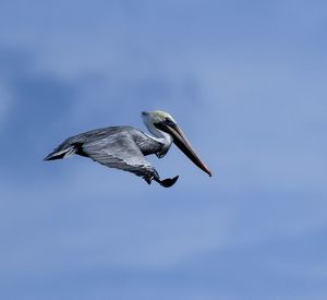 Low angle view of a bird flying