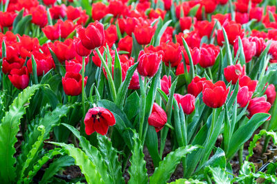 Close-up of red tulips on field