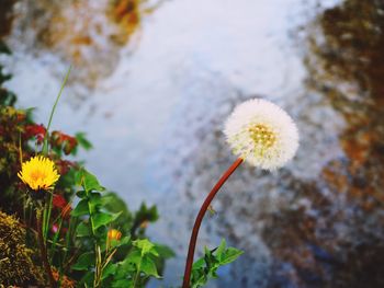Close-up of yellow flowers