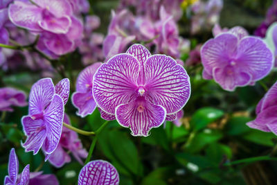 Close-up of purple flowering plant in park