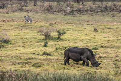 View of elephant in the ground