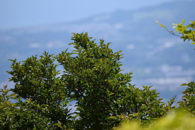 Low angle view of tree against sky