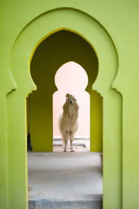 View of cat looking through green wall