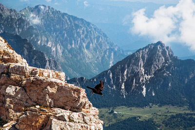 Eagle flying on italian prealps or little dolomite, carega group, veneto