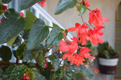 Close-up of red flowering plant