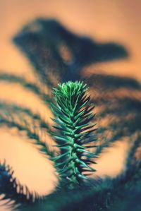 Close-up of fresh green leaf