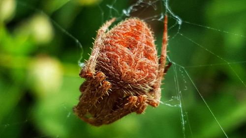 Close-up of insect on spider web