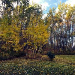 Trees on field