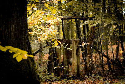 Yellow flowering plants by trees in forest