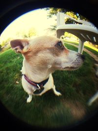 domestic animals