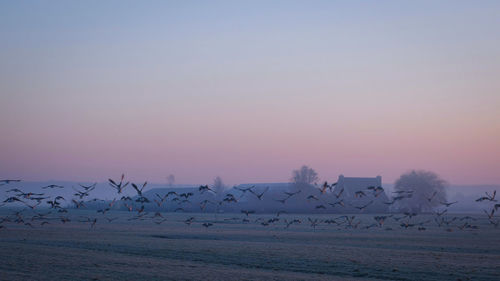 Birds flying over sea against clear sky