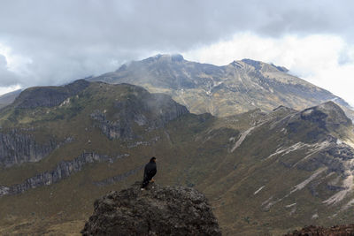 Bird perching on a mountain