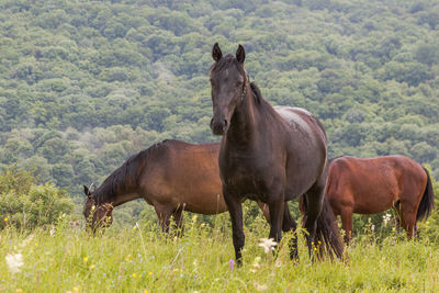 Horses in a field