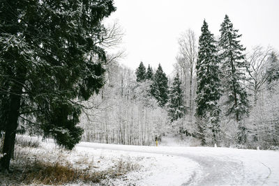 Snow covered road amidst trees in forest against sky