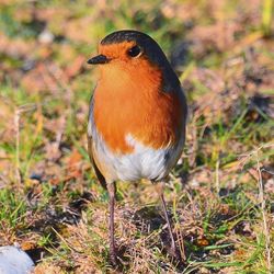 Close-up of bird perching on field