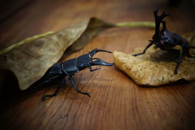 Close-up of insect on wood