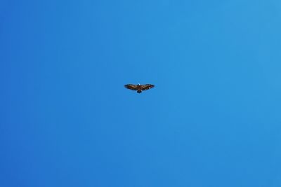 Low angle view of eagle flying against clear blue sky