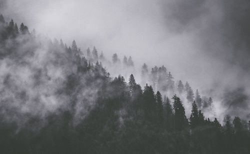 Trees in forest against sky