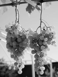 Close-up of tree branch