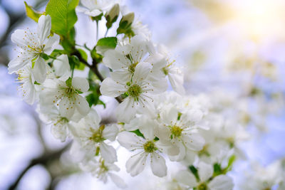 Close-up of white flowering plant