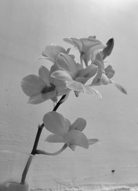 Close-up of flowers blooming outdoors